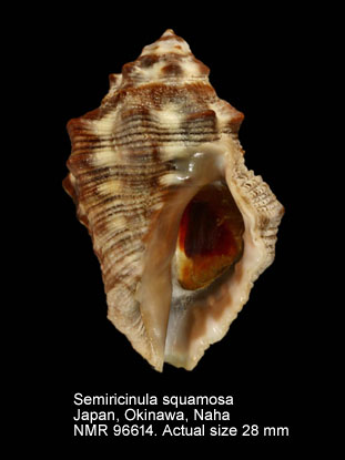 Semiricinula squamosa.jpg - Semiricinula squamosa (Pease,1868)
